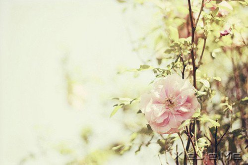 ������һ�ױ��������ĸ裬���Ƕ����Ǹ�������� (9)