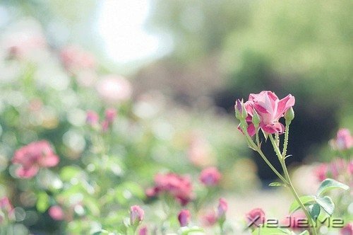 �簲���ǳǳ���������� (1)