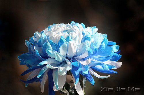 不要嘲笑别人的疤,那只是你没有经历过的伤 (5)