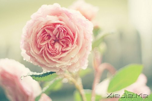 晚安心语:愿细水流年时,地老天荒 (8)