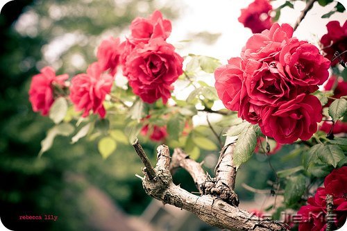 晚安心语:身在万物中,心在万物上 (8)