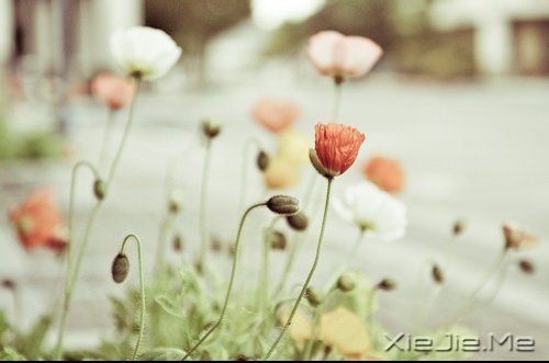 ��δ���������������ǰ�һ���׸����� (10)