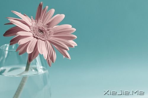 别人的怜悯,搏不来美好的未来 (1) 小清新图片 (1)