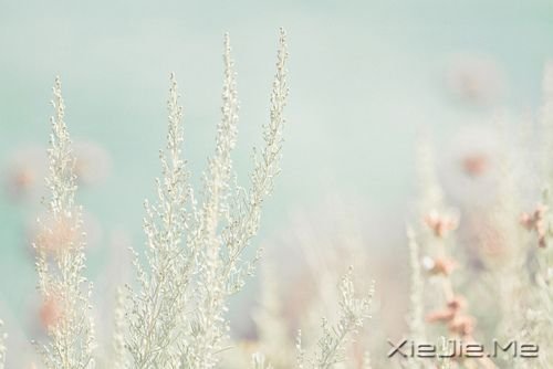 睡在向日葵上,即使沮丧,也能面朝阳光 (4)