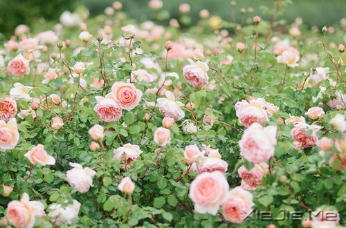 �ı�������21���ݽ�