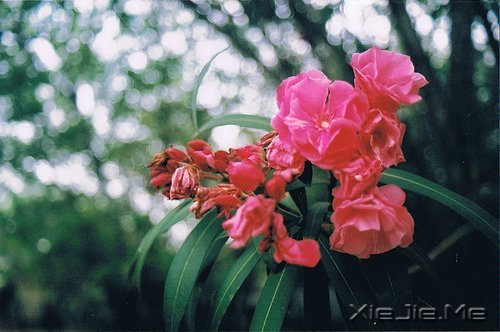 ������¼����ʲôҲ������������ (9)